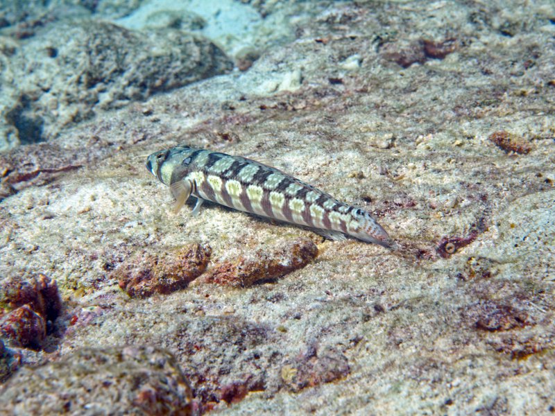 Rubiah North, Lizard Fish